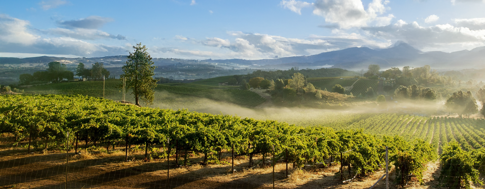 A scene of a vineyard in the Sonoma California area